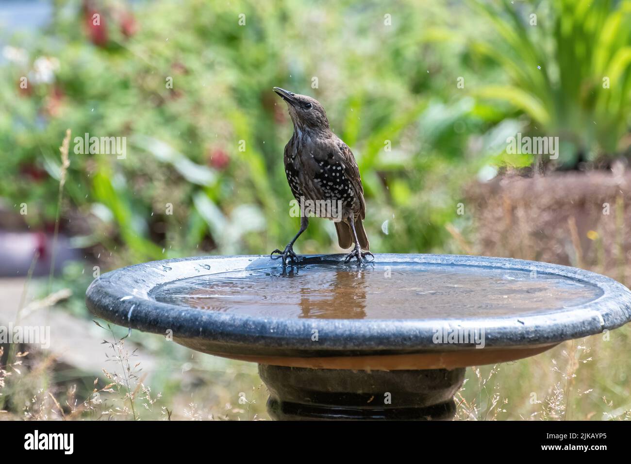 A starling on a bird bath having a drink of water, England, UK Stock
