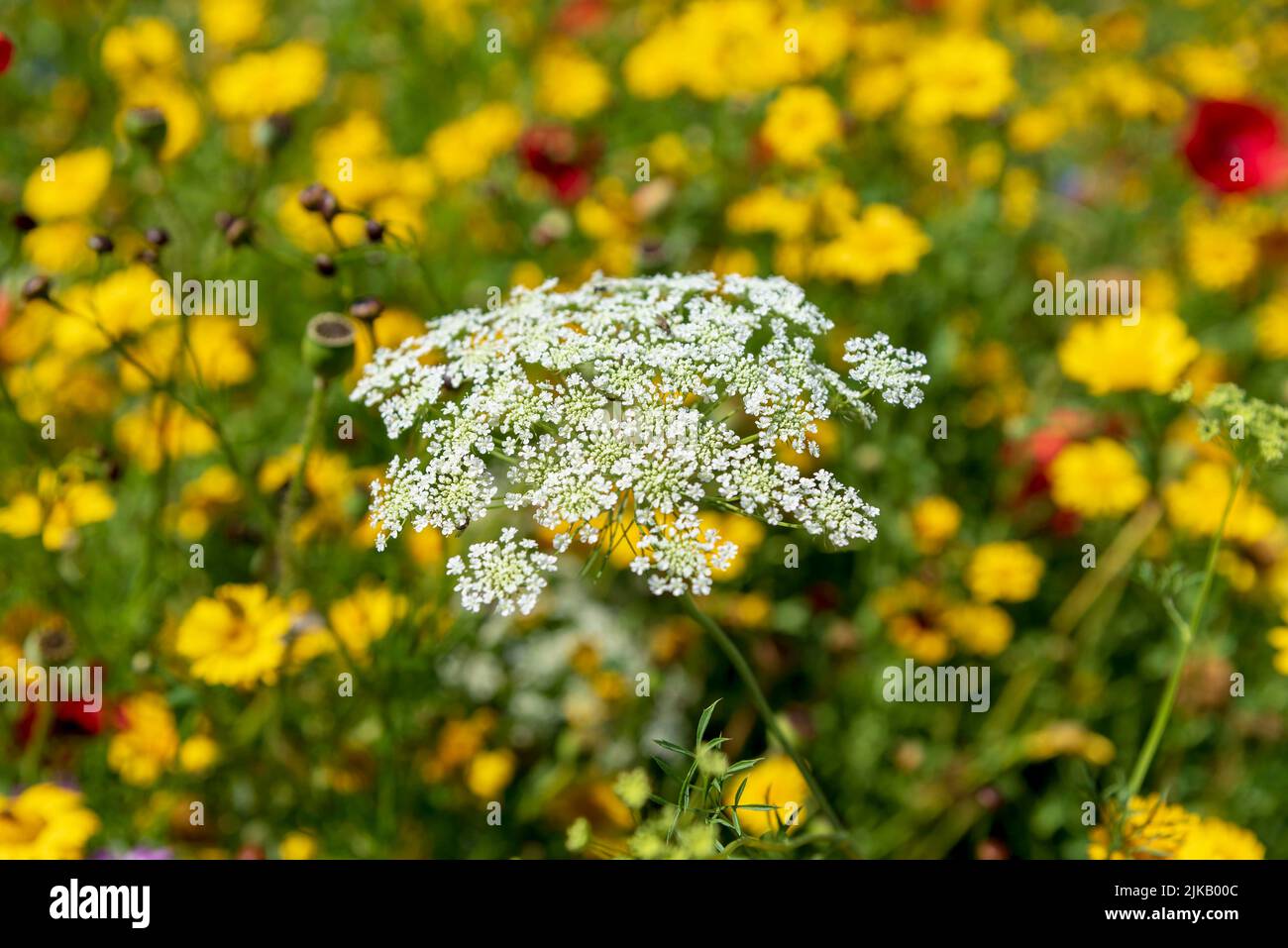 Wildflower meadow with cow parsley flower. Stock Photo
