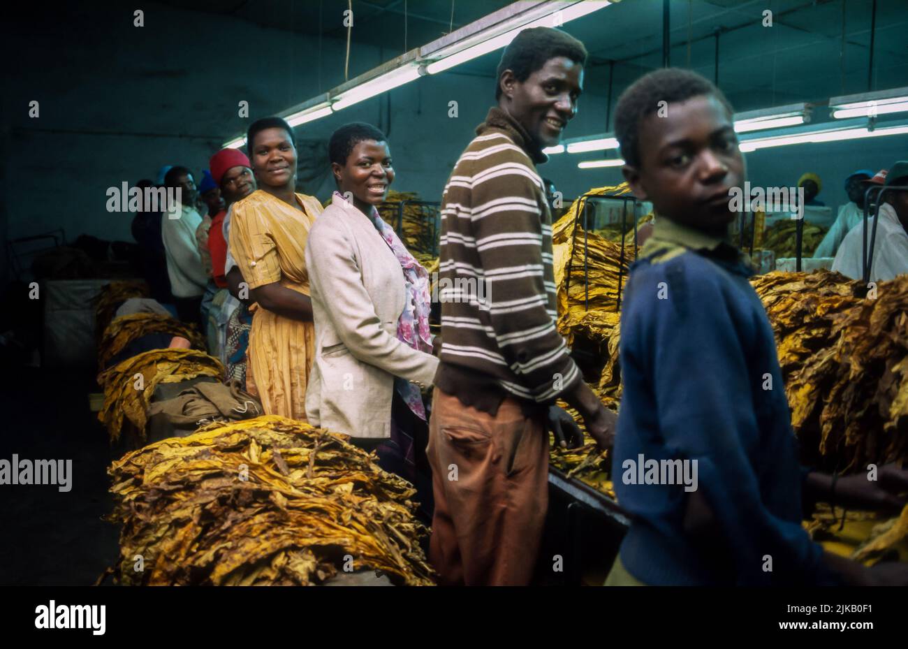 Production line in a tobacco factory in Zimbabwe Stock Photo