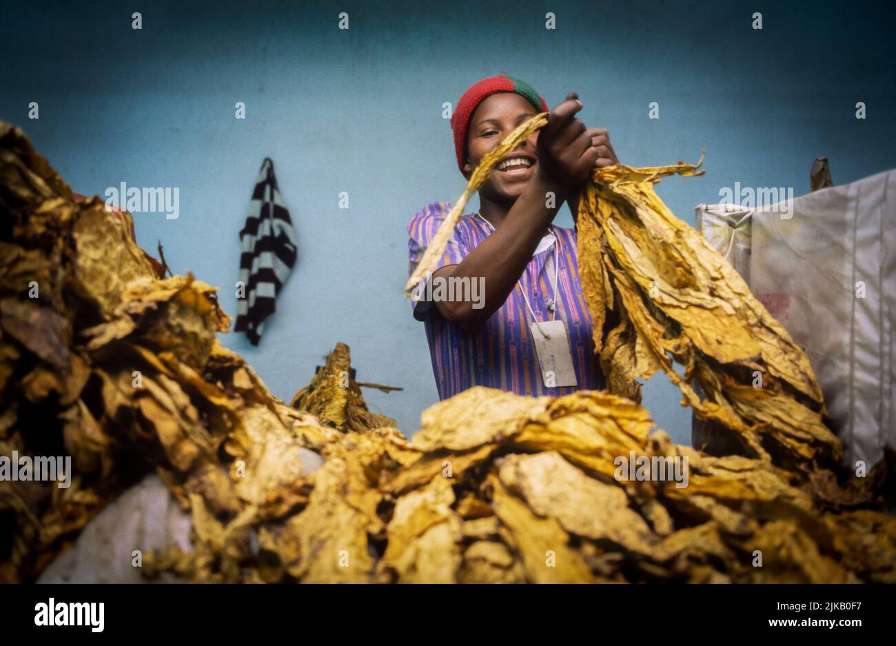 Single young female on a production line in a tobacco factory in Africa. 1994 Stock Photo