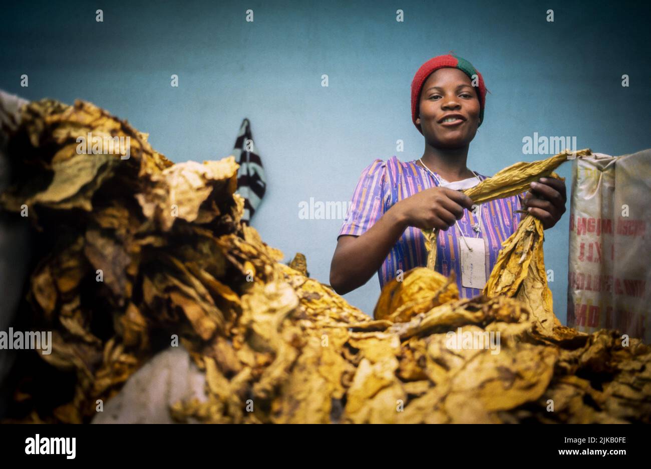 Single young female on a production line in a tobacco factory in Africa. 1994 Stock Photo