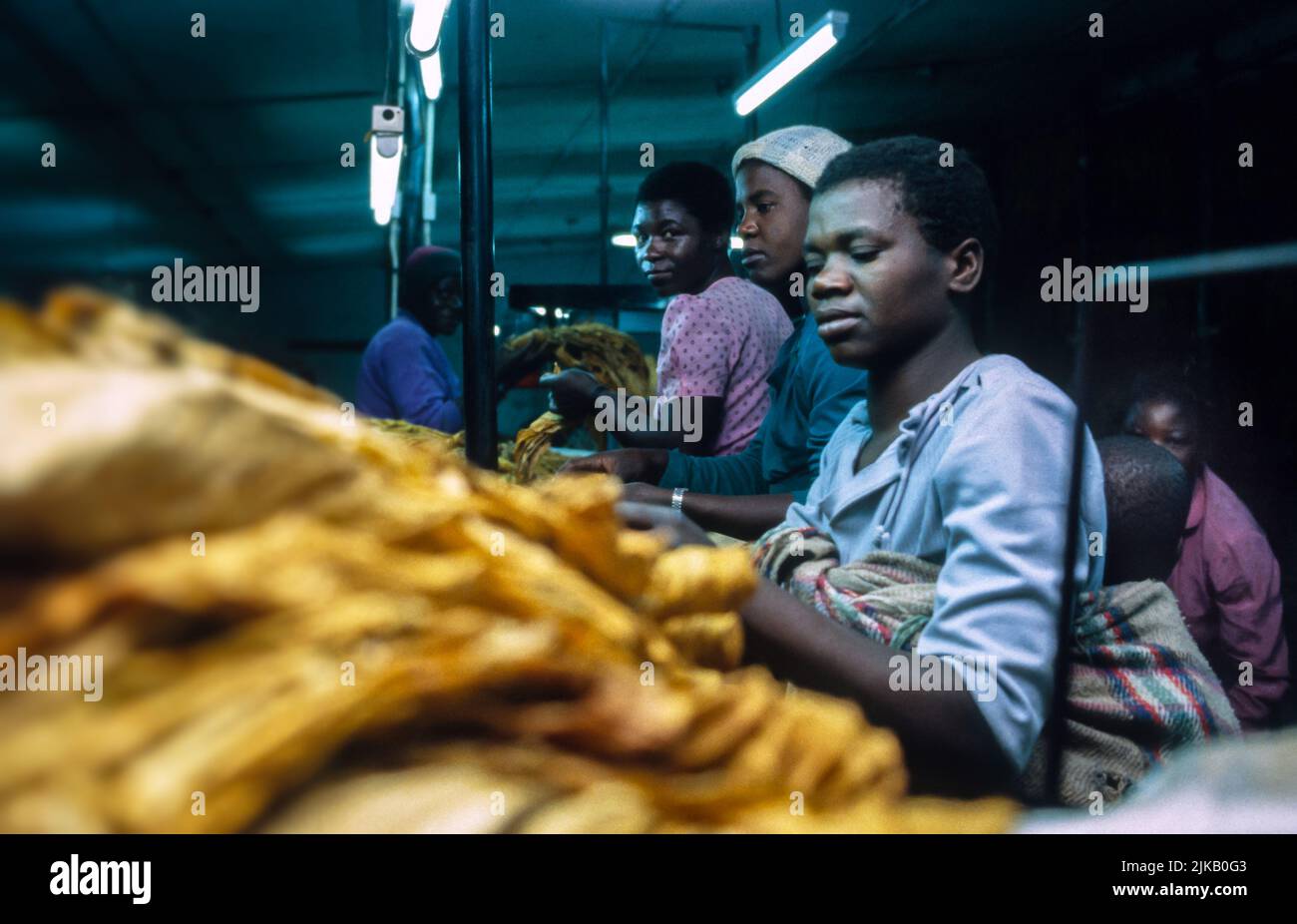 Mother with children. Production line in a tobacco factory in Zimbabwe Stock Photo
