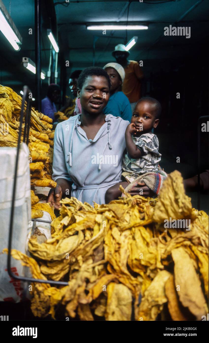Mother with infant, tobacco factory Zimbabwe, Africa. Stock Photo