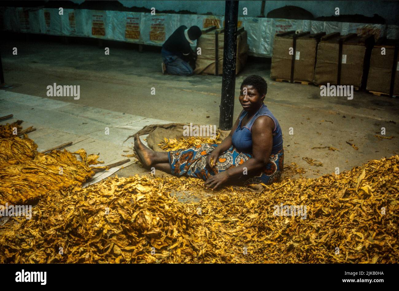 Lone female factory worker in a tobacco factory in Africa. Stock Photo