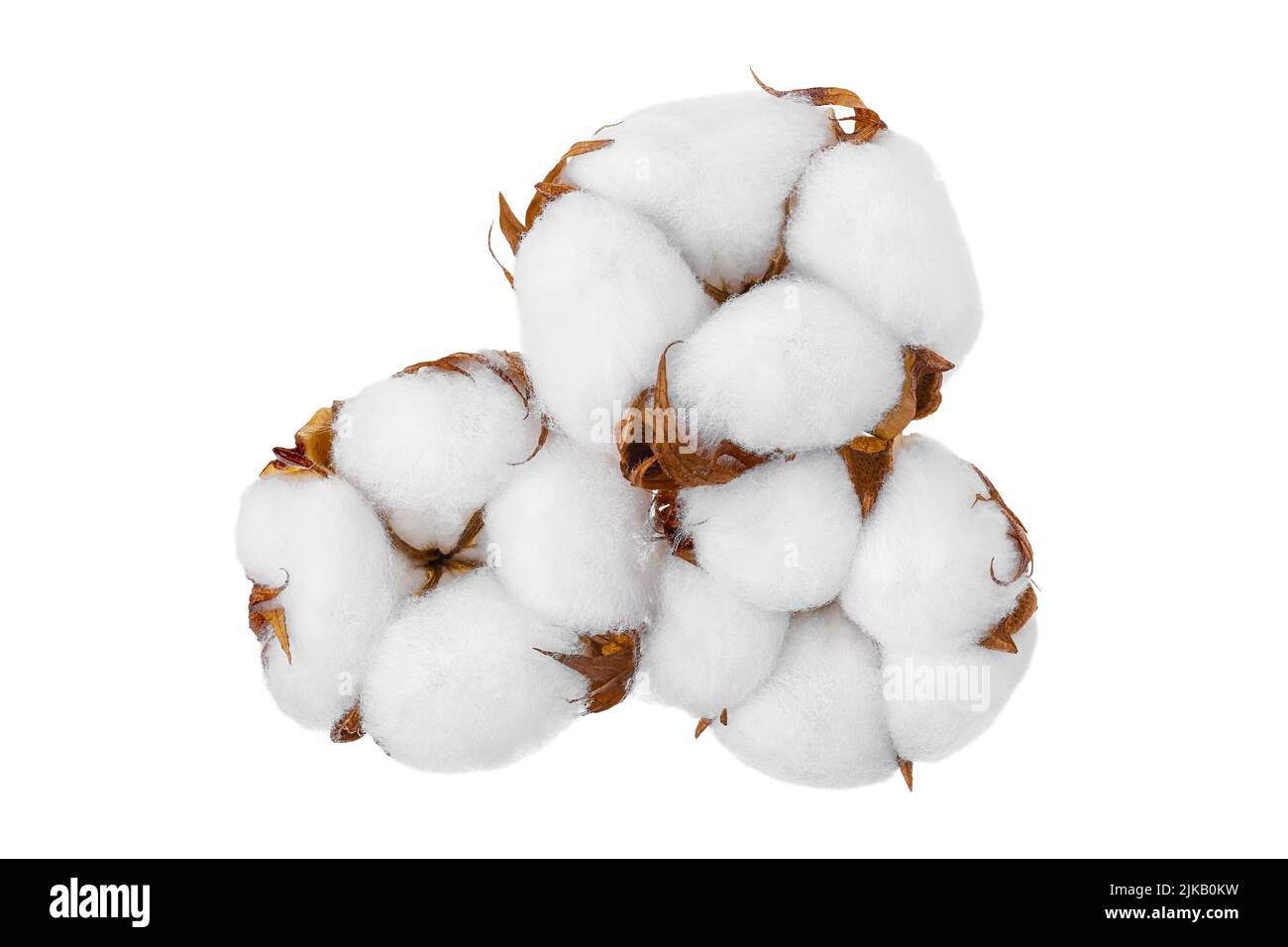 Cotton plant flower isolated on white background with full depth of