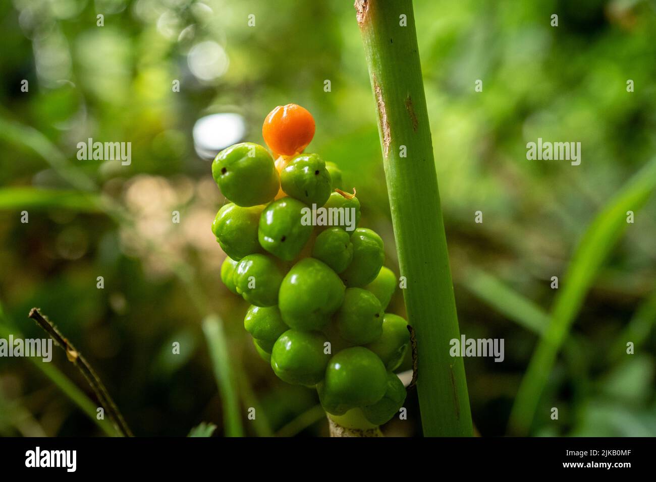 Upper Slaughter, July 26th 2022 Typical scenes from the Cotswolds