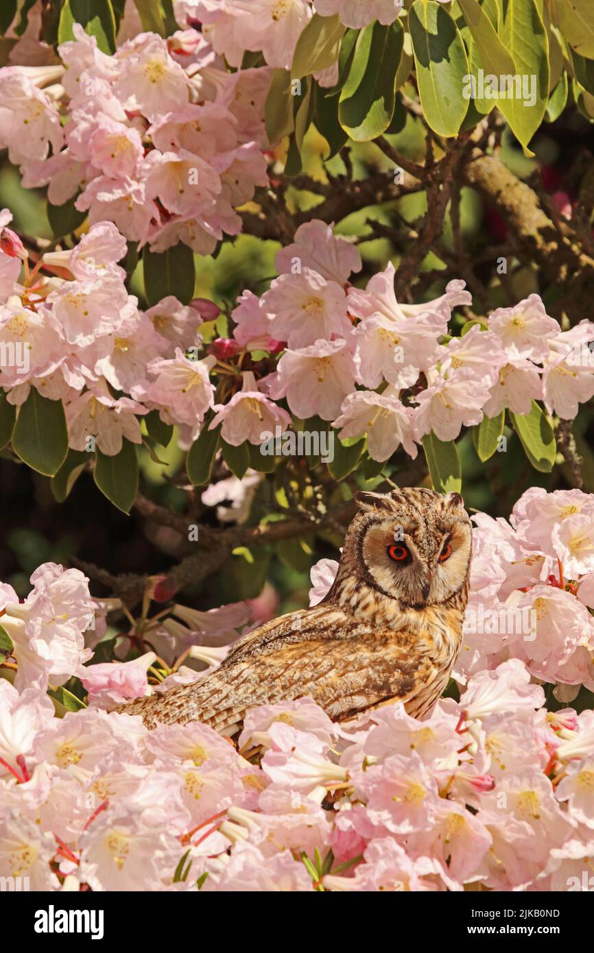 Long Eared Owl (Asio Otus) in flowering Rhododendron Stock Photo