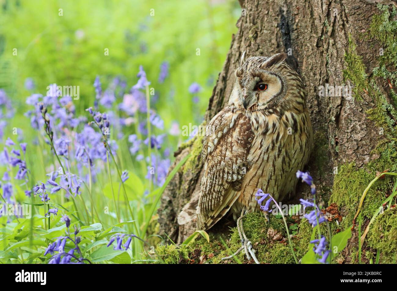Long Eared Owl (Asio Otus) perched at base of tree trunk Stock Photo