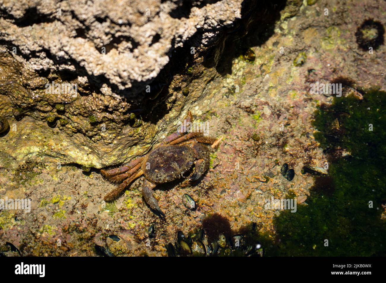 Crab in rock pool, near Avencas Biophysical Research Area (ZIBA), the Pedra do Sal Environmental Study Centre (CIAPS) Stock Photo