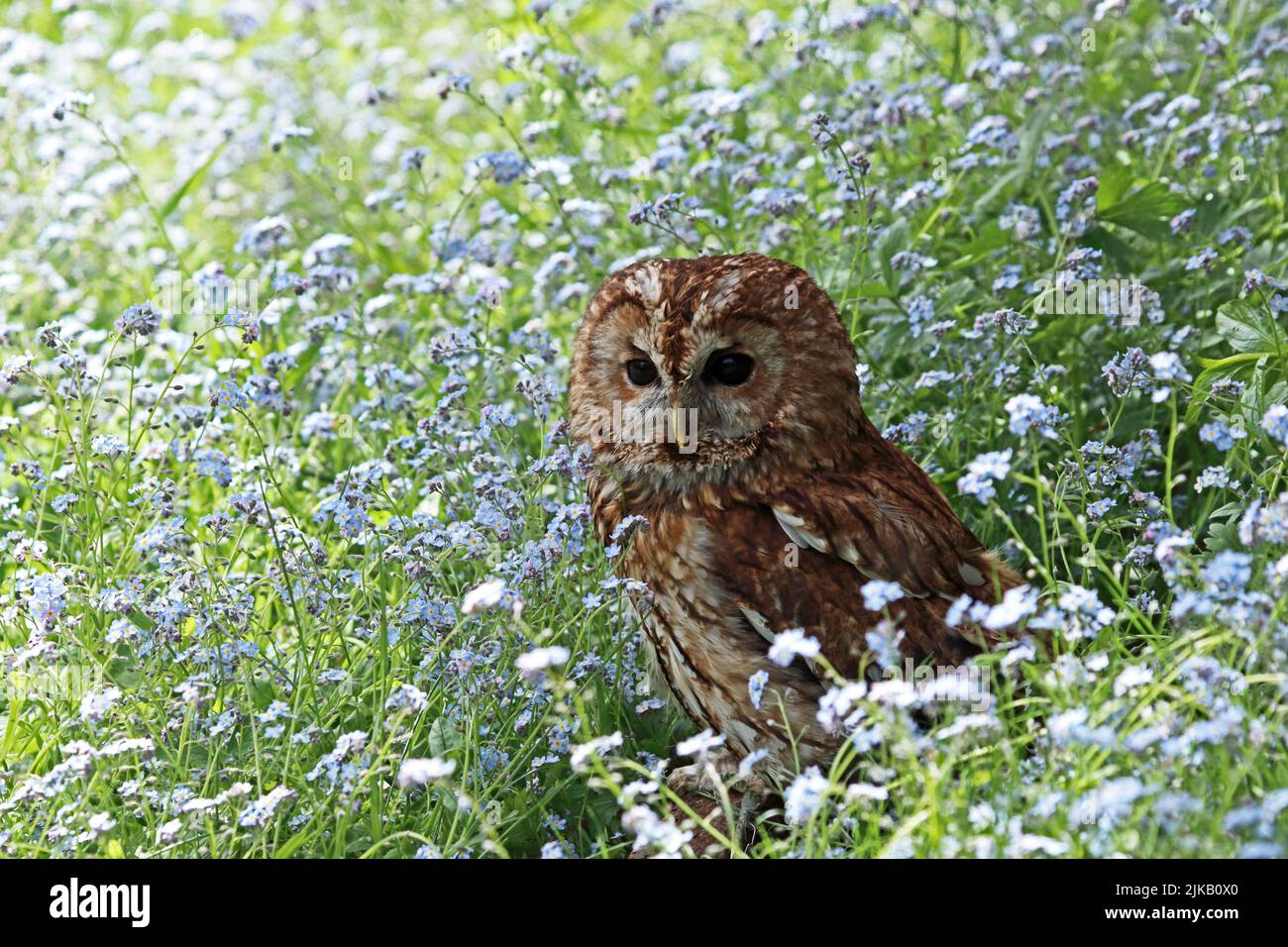 Tawny Owl (Strix Aluco) perched on branch in bed of forget-me-not flowers Stock Photo