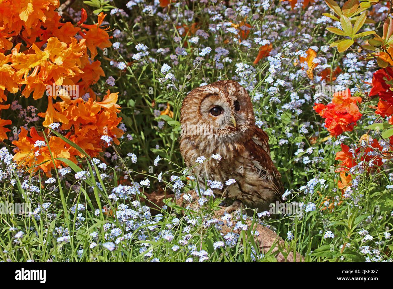 Tawny Owl (Strix Aluco) perched on branch surrounded by Azalea and forget-me-not flowers Stock Photo