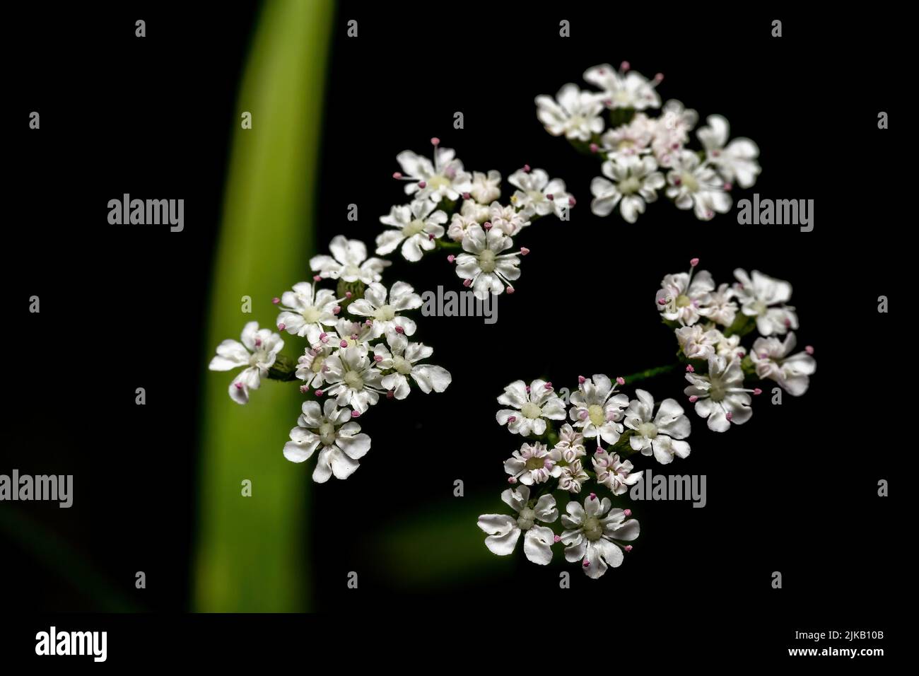 Macro photo of Hemlock Flower Head (Conium Maculatum). Stock Photo