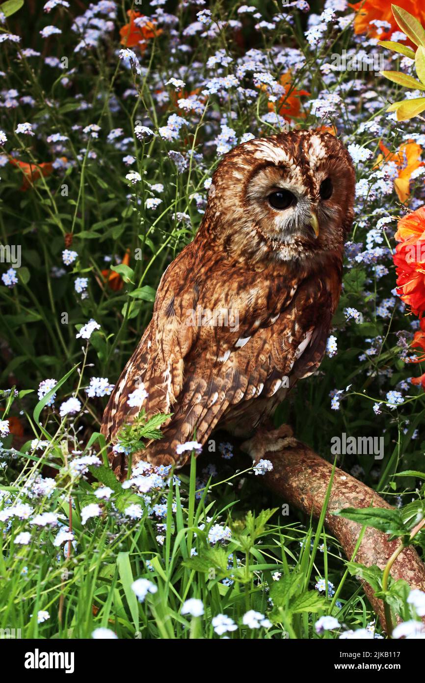 Tawny Owl (Strix Aluco) perched on branch surrounded by Azalea and forget-me-not flowers Stock Photo