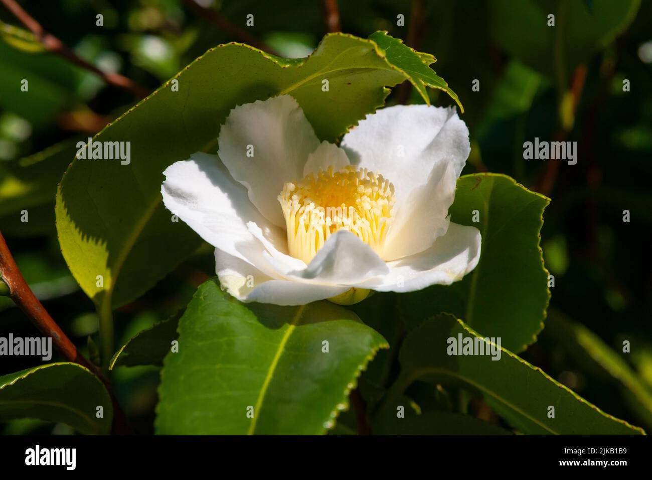 Close-up of a single Spring-flowering white Camellia flower, Leonardslee, West Sussex, England, UK Stock Photo