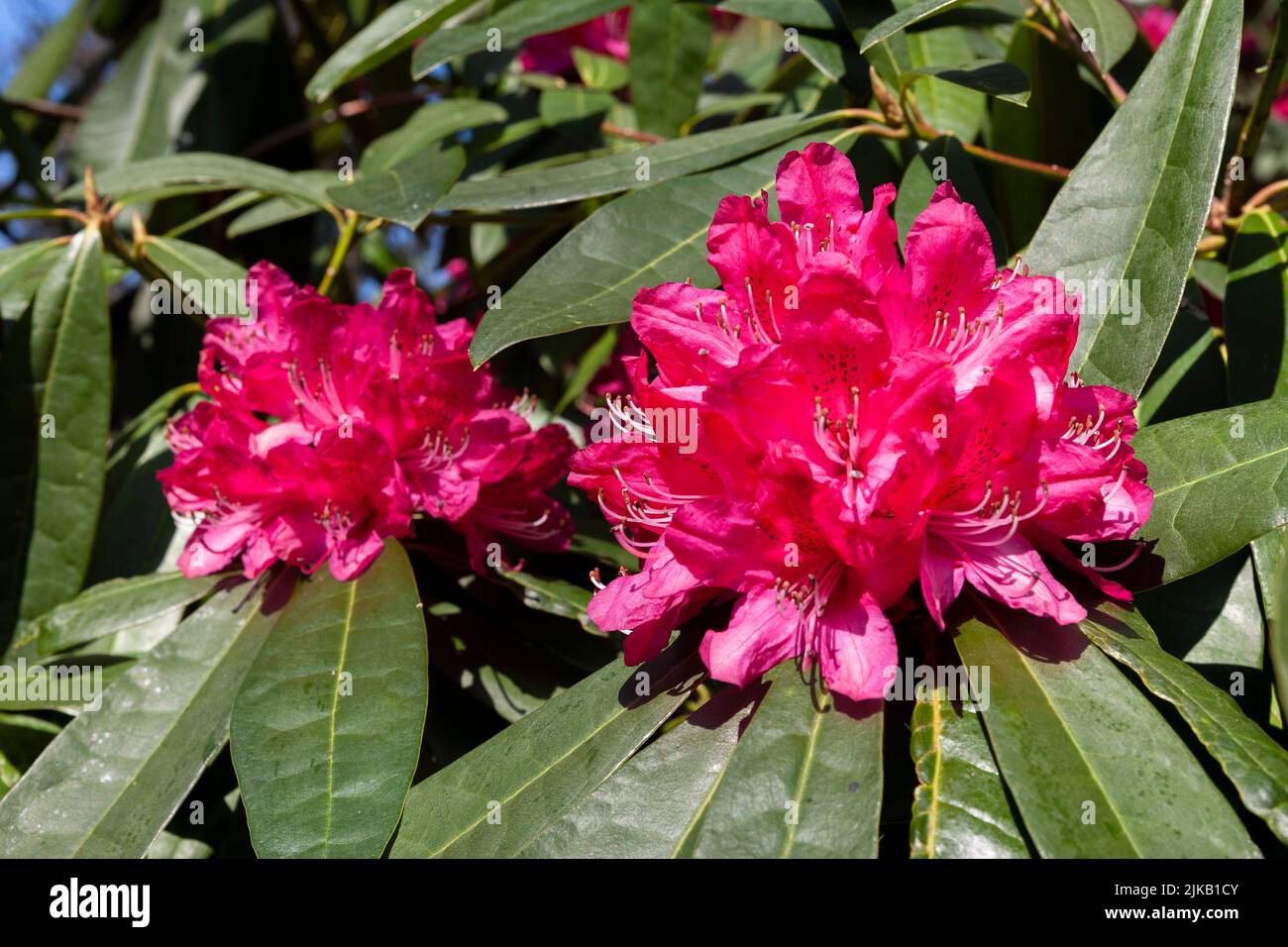 Close-up of deep pink rhodedendron flowers, Leonardslee, West Sussex, England, UK Stock Photo