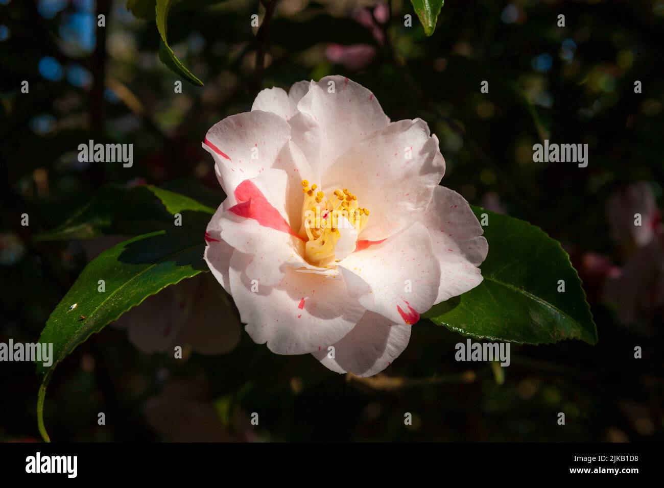 Close-up of a single Spring-flowering white and pink Camellia flower, Leonardslee, West Sussex, England, UK Stock Photo