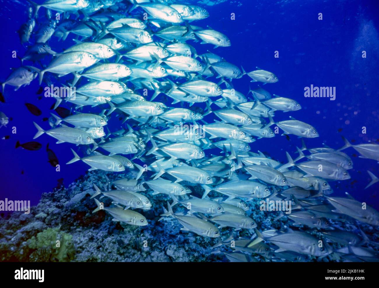 Bigeye Trevally (Caranx sexfasciatus) from Watanabe Bommie, The Coral Sea. Stock Photo