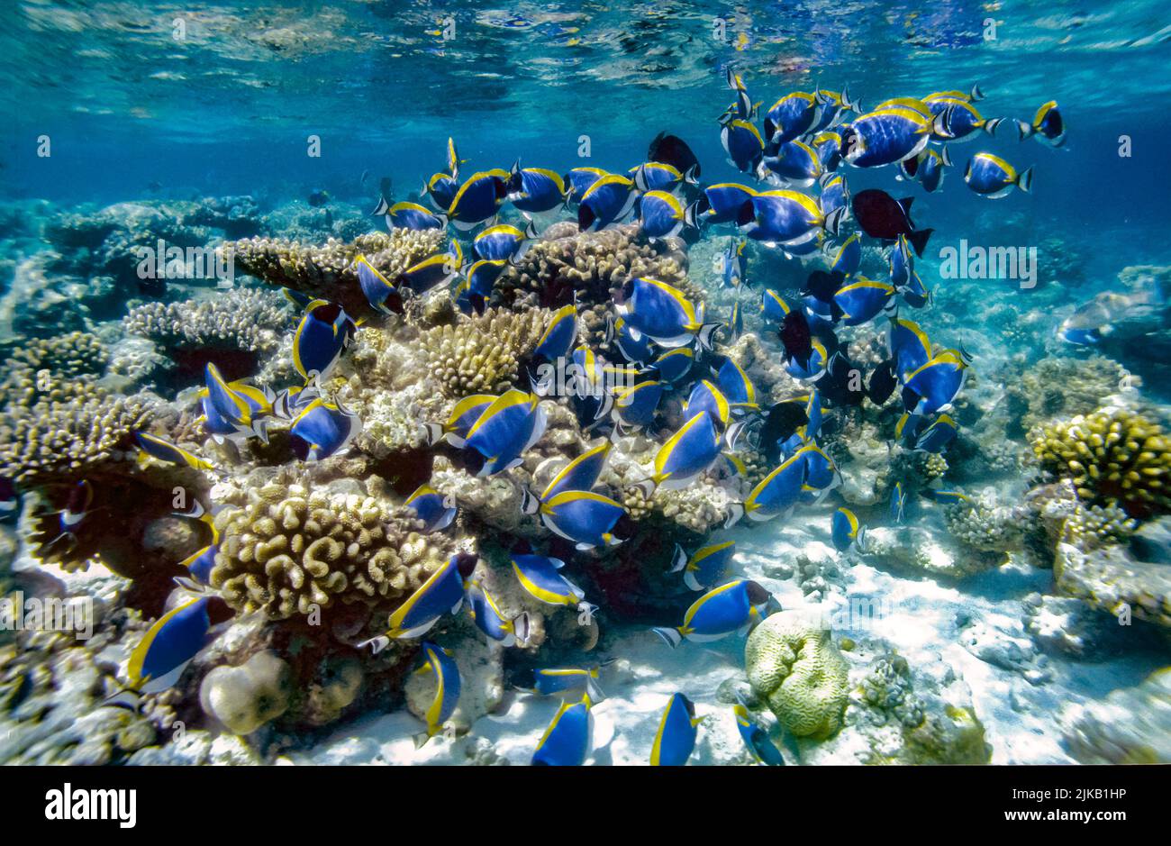 Social feeding groups of the 'Powder Blue Tang', Acanthurus leucosternon, on a shallow reef flat in the Maldives. Stock Photo