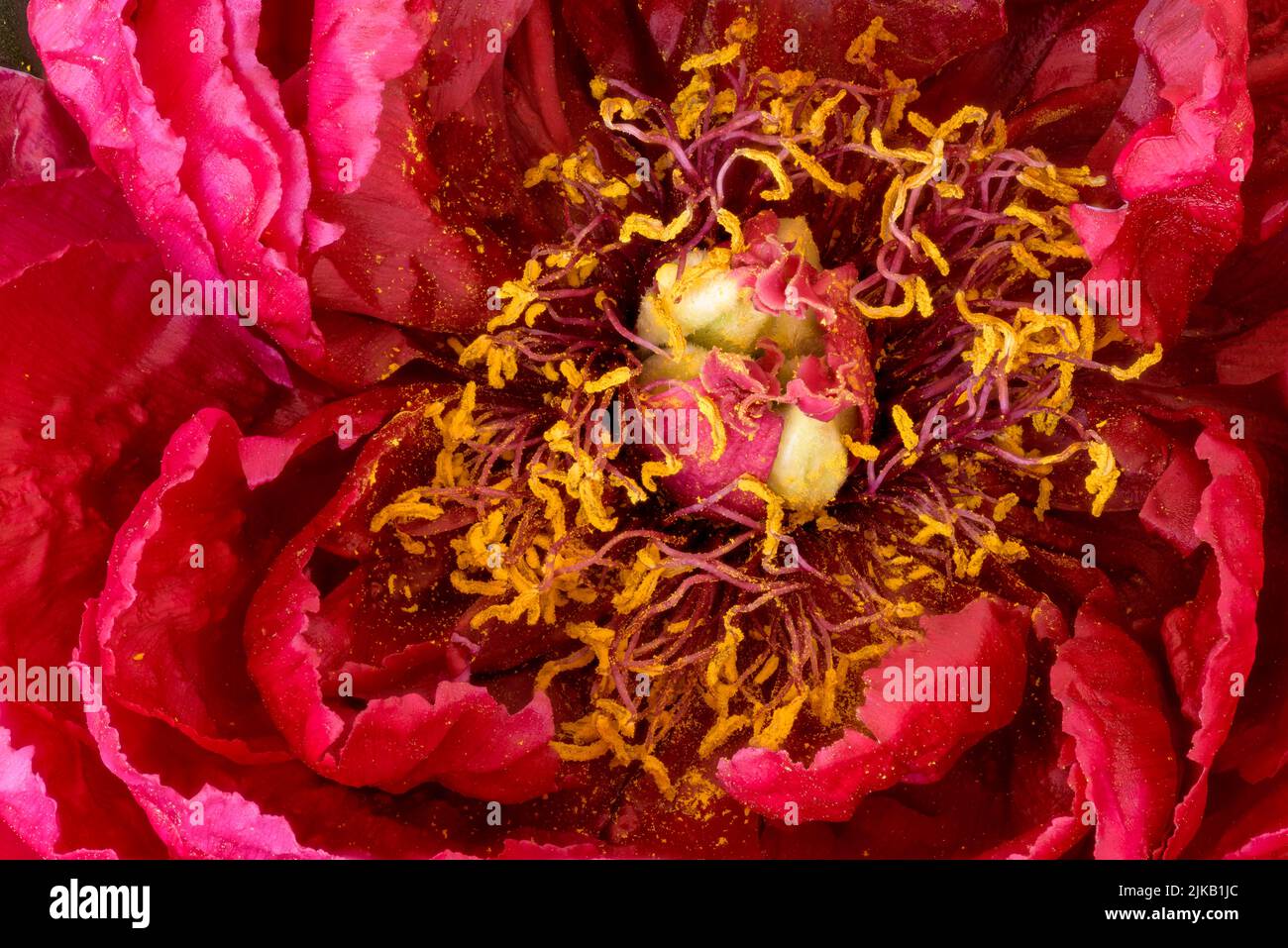 Vibrant red peony blossom heart top view macro in vintage painting style Stock Photo