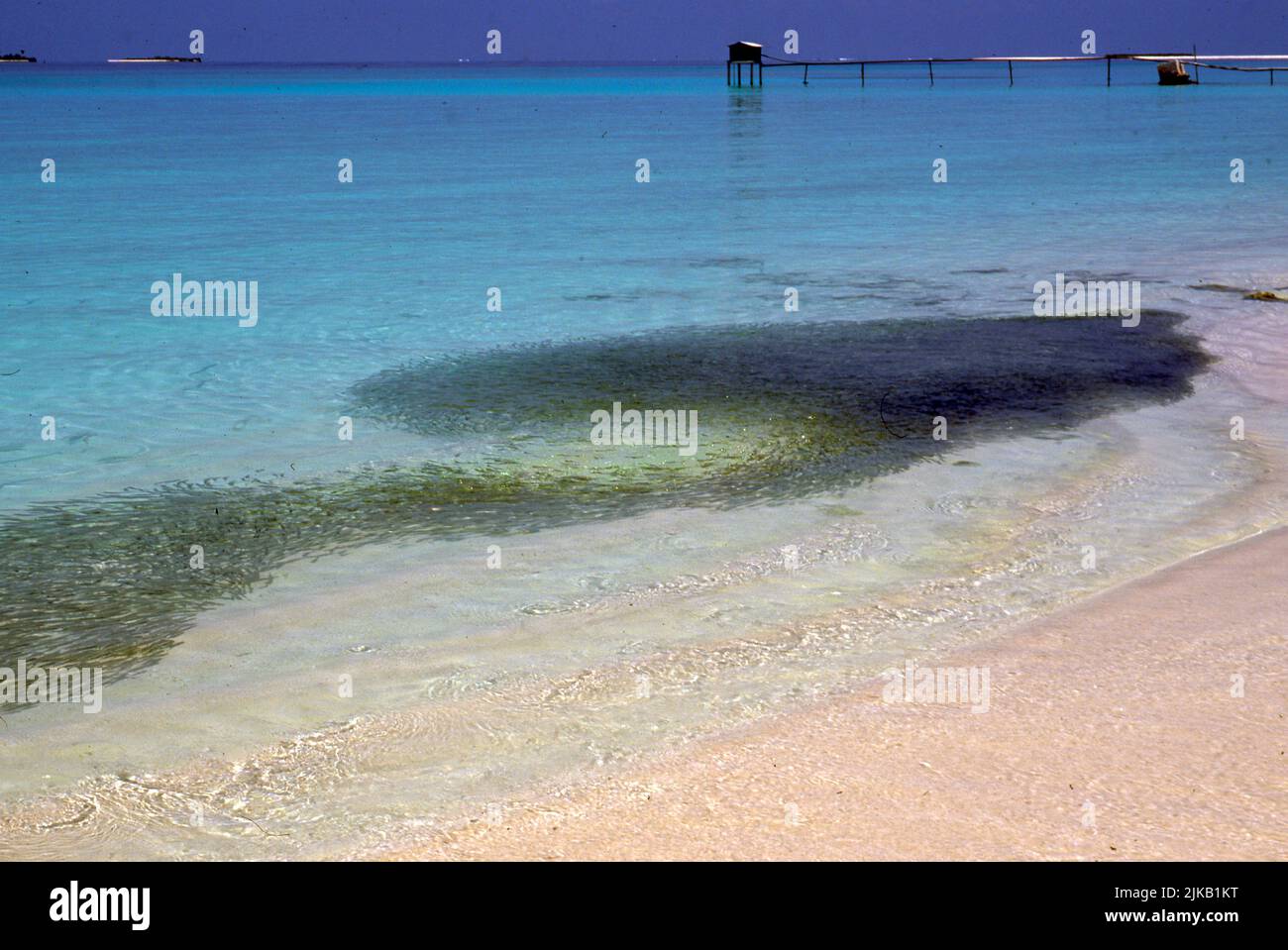 Sohal of  hardyhead silverside (Atherinomorus lacunosus) in shallow water close to the beach at Kurtedu Island, the Maldives. Stock Photo