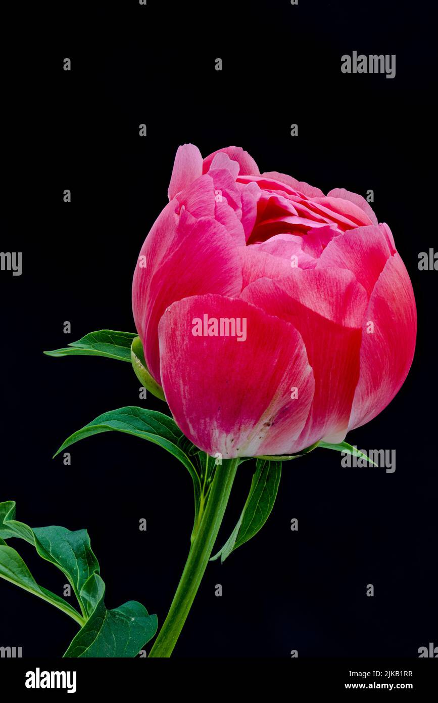 Vibrant red pink peony blossom with green leaves, stem macro on black background in vintage painting style Stock Photo