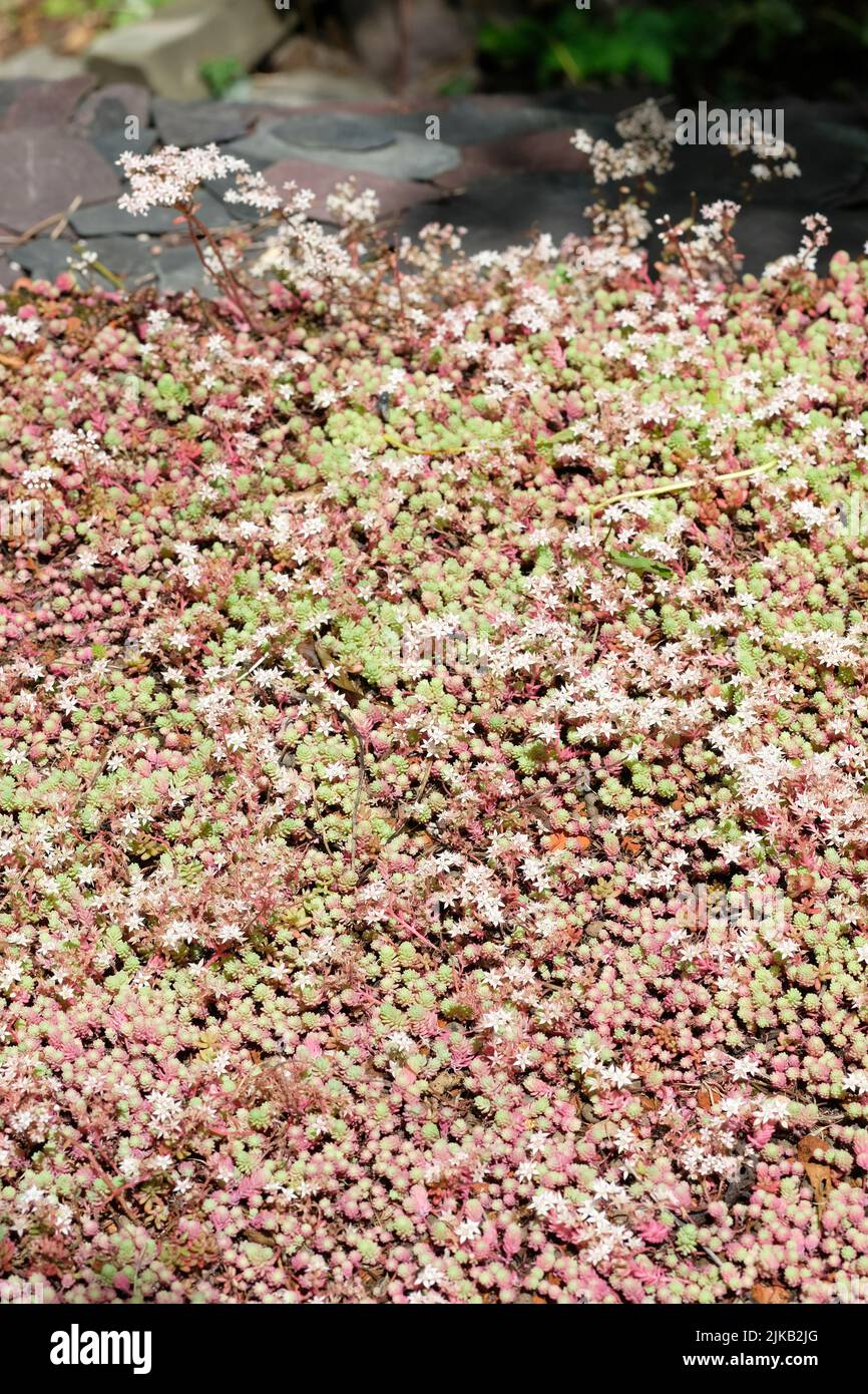 Saxifraga a carpet of saxifrages in a rural shaded garden in Dumfries and Galloway, Scotland UK seen in July 2022 Stock Photo