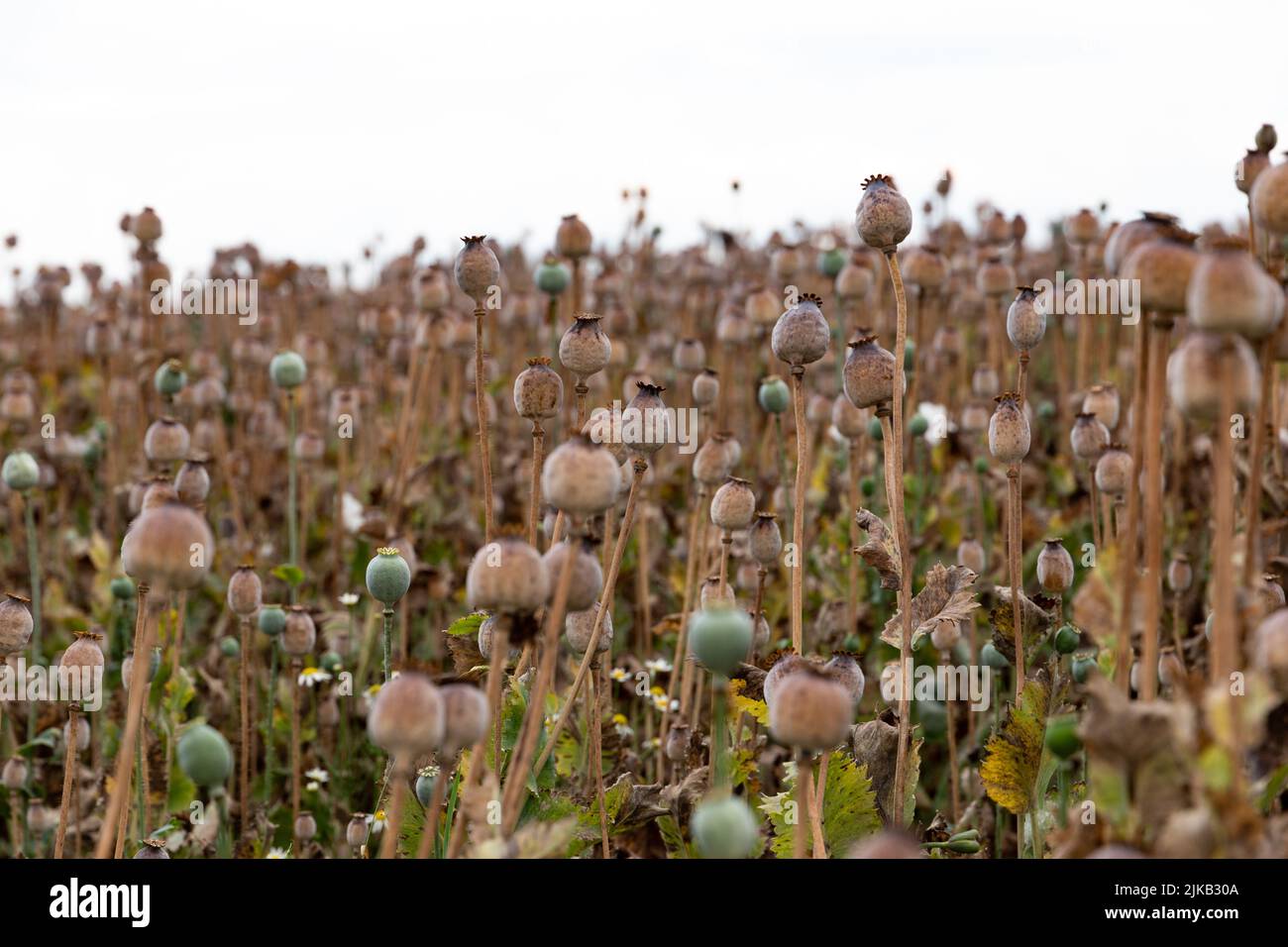 Achene with seeds of the maturing poppy plant. The stem and the box with the seeds of poppy. Stock Photo