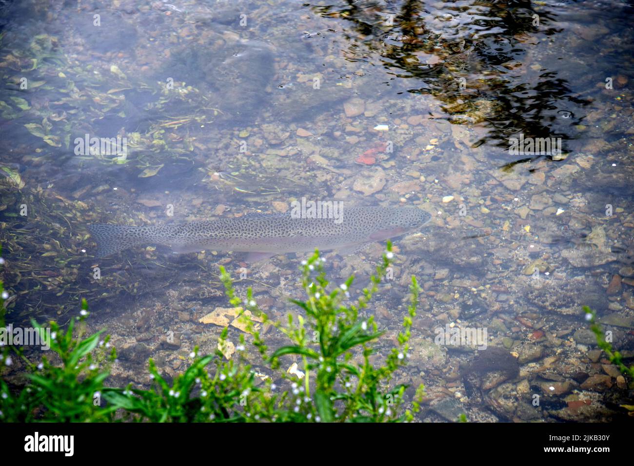 Bibury, July 27th 2022: A trout in the river at Bibury Stock Photo