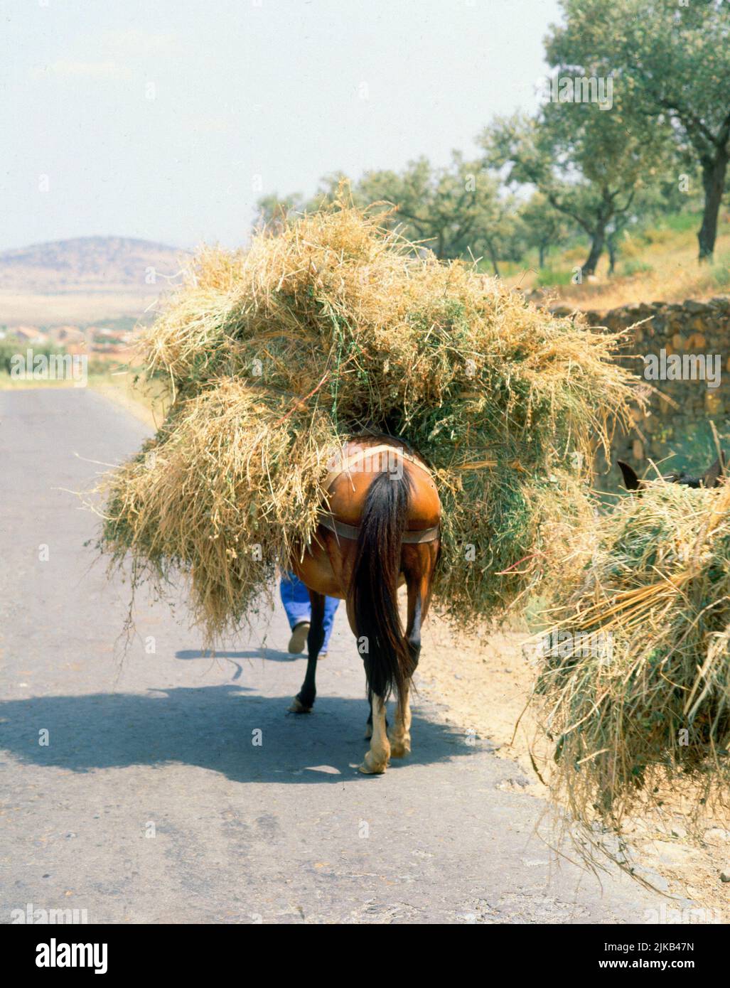 MULA TRANSPORTANDO FORRAJE. Location: EXTERIOR. PROVINCIA. CACERES. SPAIN. Stock Photo