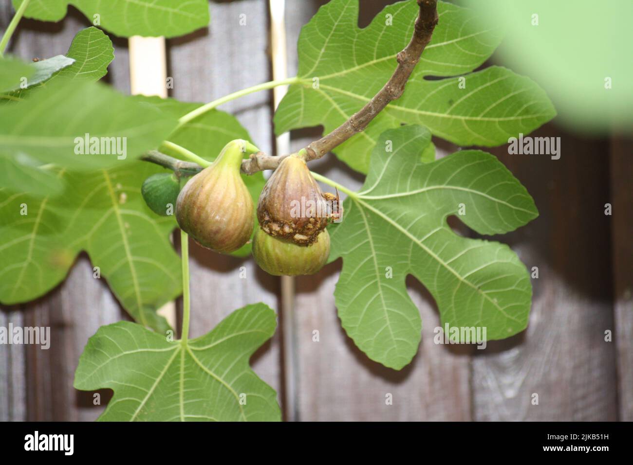 Fruit of fig tree hi-res stock photography and images - Alamy
