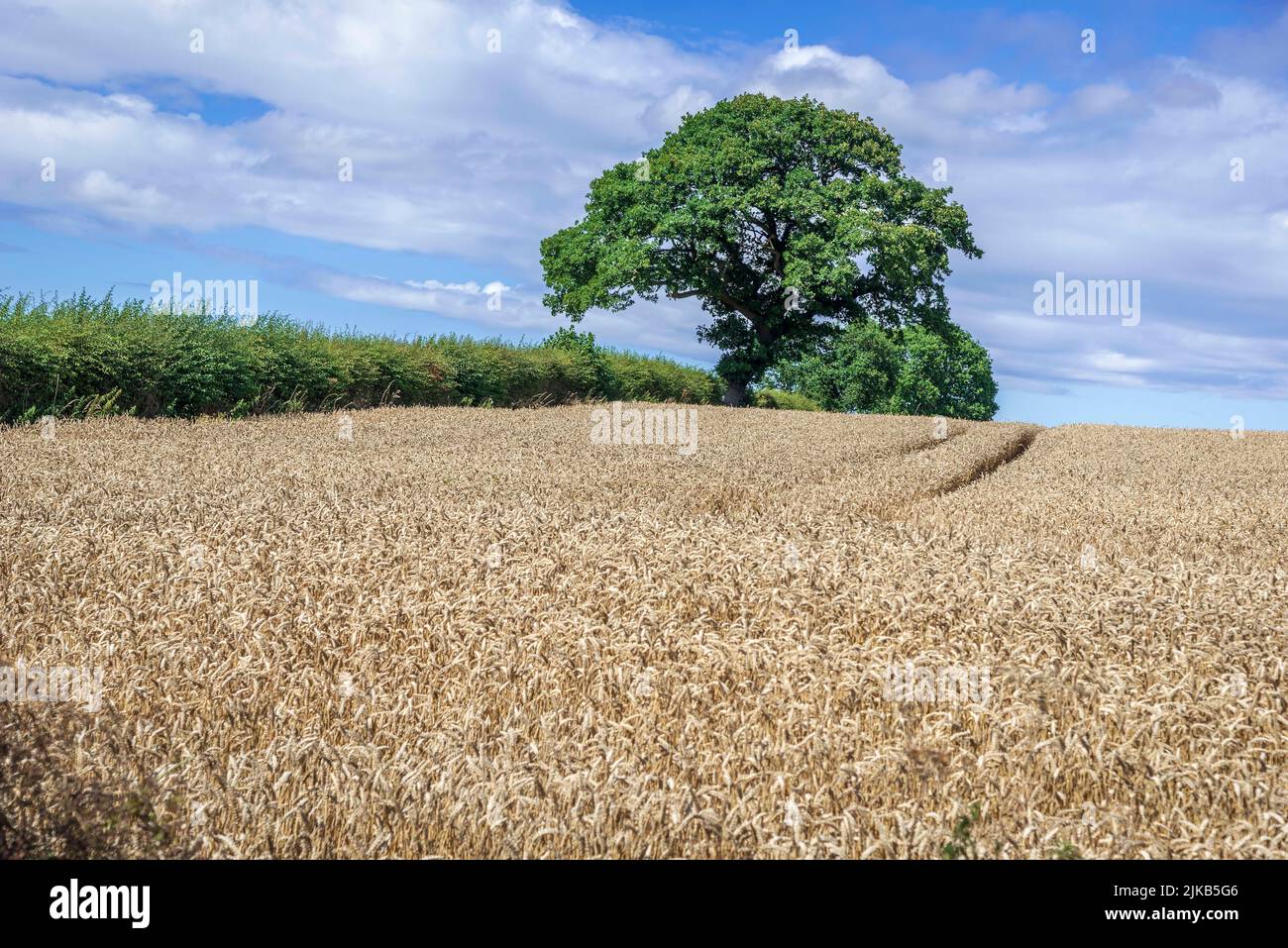 Summer wheat ready for harvesting, Stock Photo