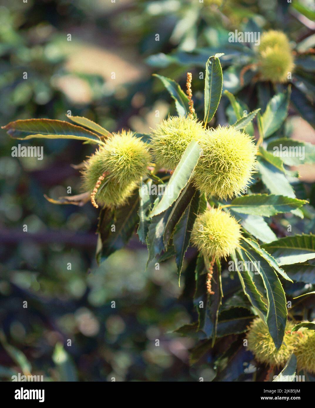 Castañas hi-res stock photography and images - Alamy