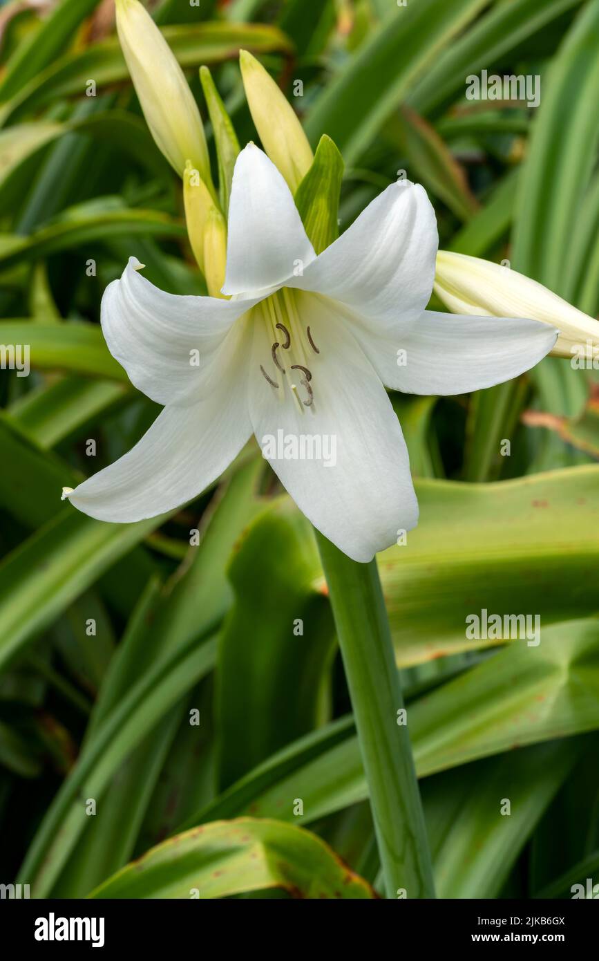 Crinum x Powellii alba a summer autumn fall flowering bulbous plant with a white trumpet like summertime flower commonly known as swamp lily, stock ph Stock Photo