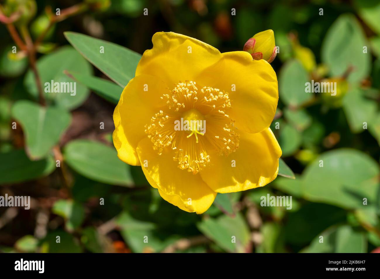 Hypericum forrestii a summer autumn fall flowering evergreen shrub plant with a yellow summertime flower commonly known as Forrest St John's wort, sto Stock Photo