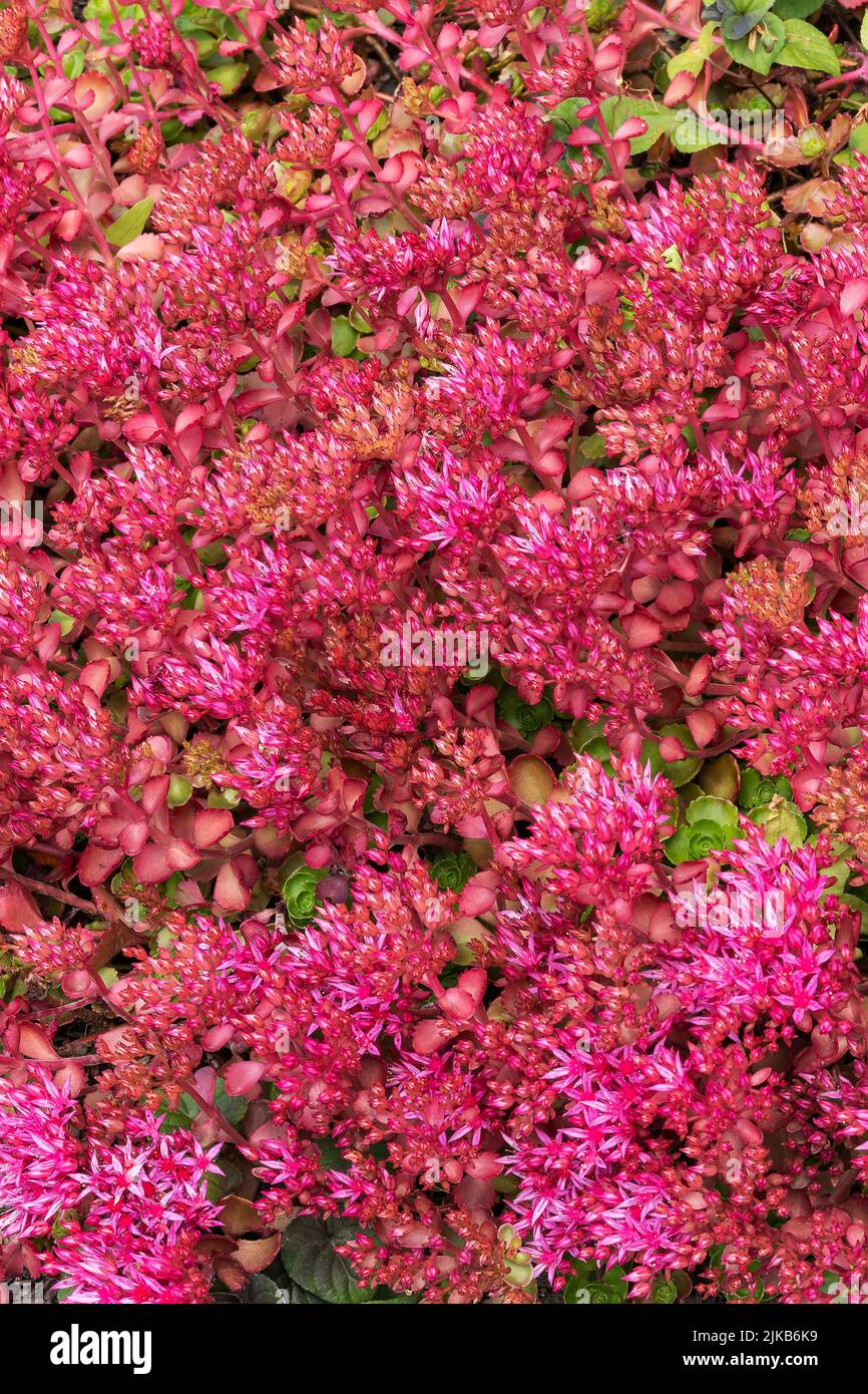 Sedum spurium a summer autumn fall purple perennial flower plant commonly known as Caucasian stonecrop, stock photo image Stock Photo