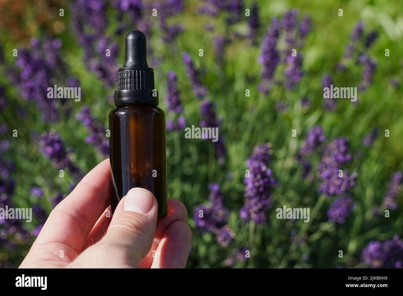 Dropper bottle of essential herbal oil with fresh blooming lavender on the background. Stock Photo