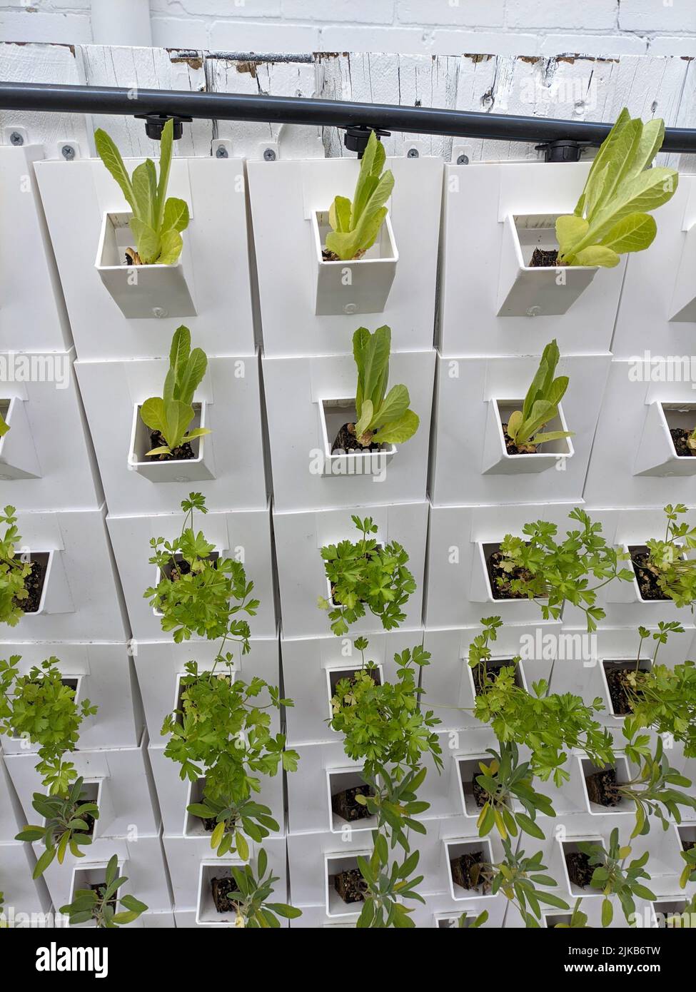 vertical green veggie garden walls to living high rise building Stock