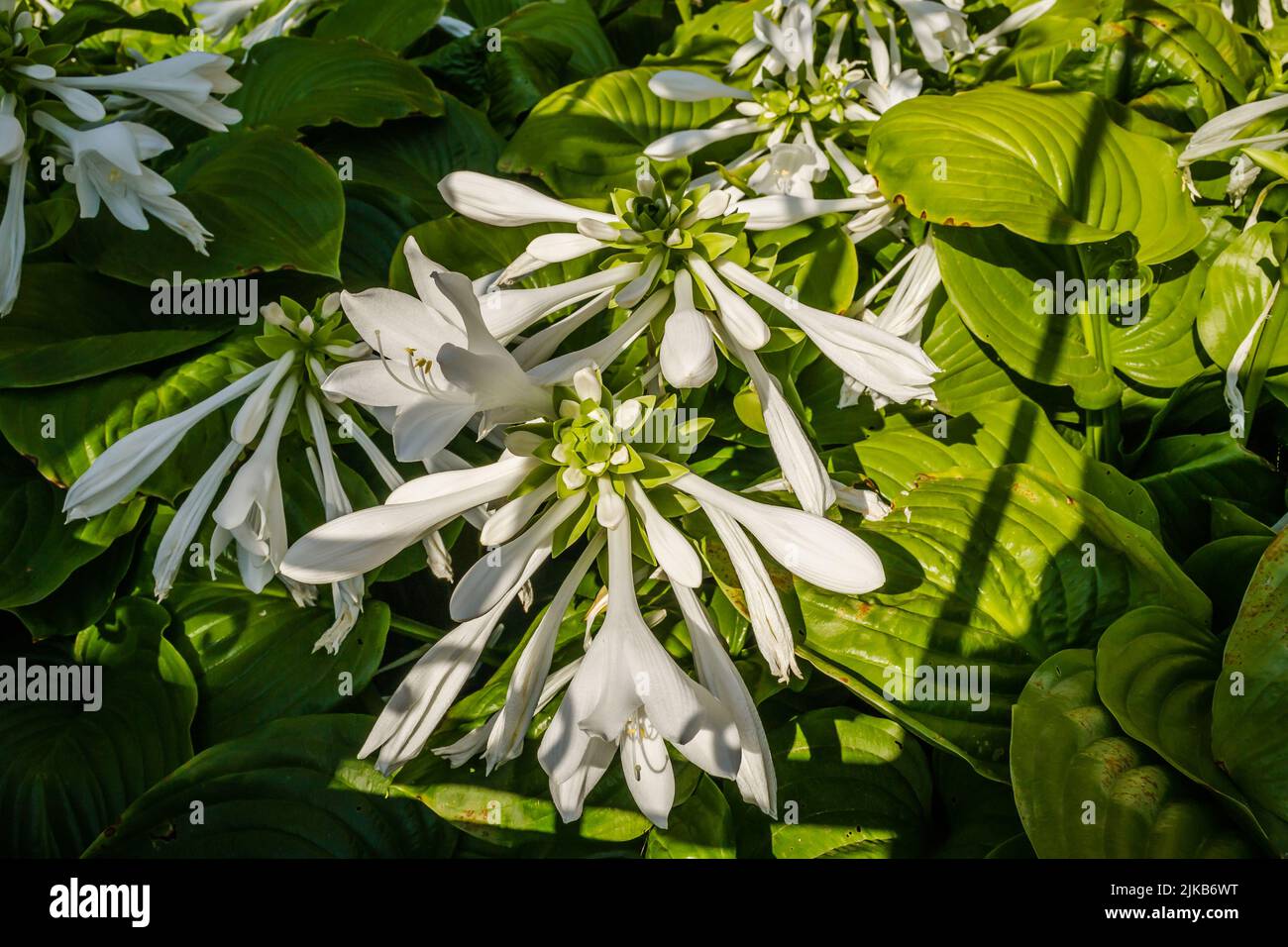 Large white flowers of the hosta capitata plant Stock Photo - Alamy
