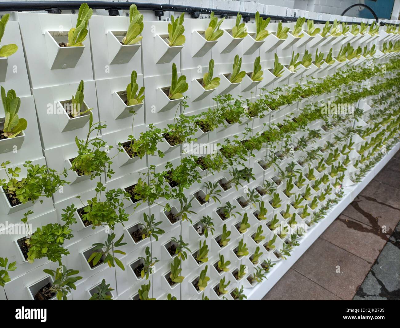 herbs and leafy greens in hanging in a vertical green veggie garden