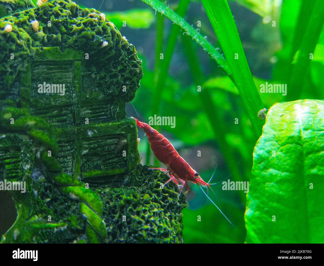 Aquarium decoration hi-res stock photography and images - Alamy