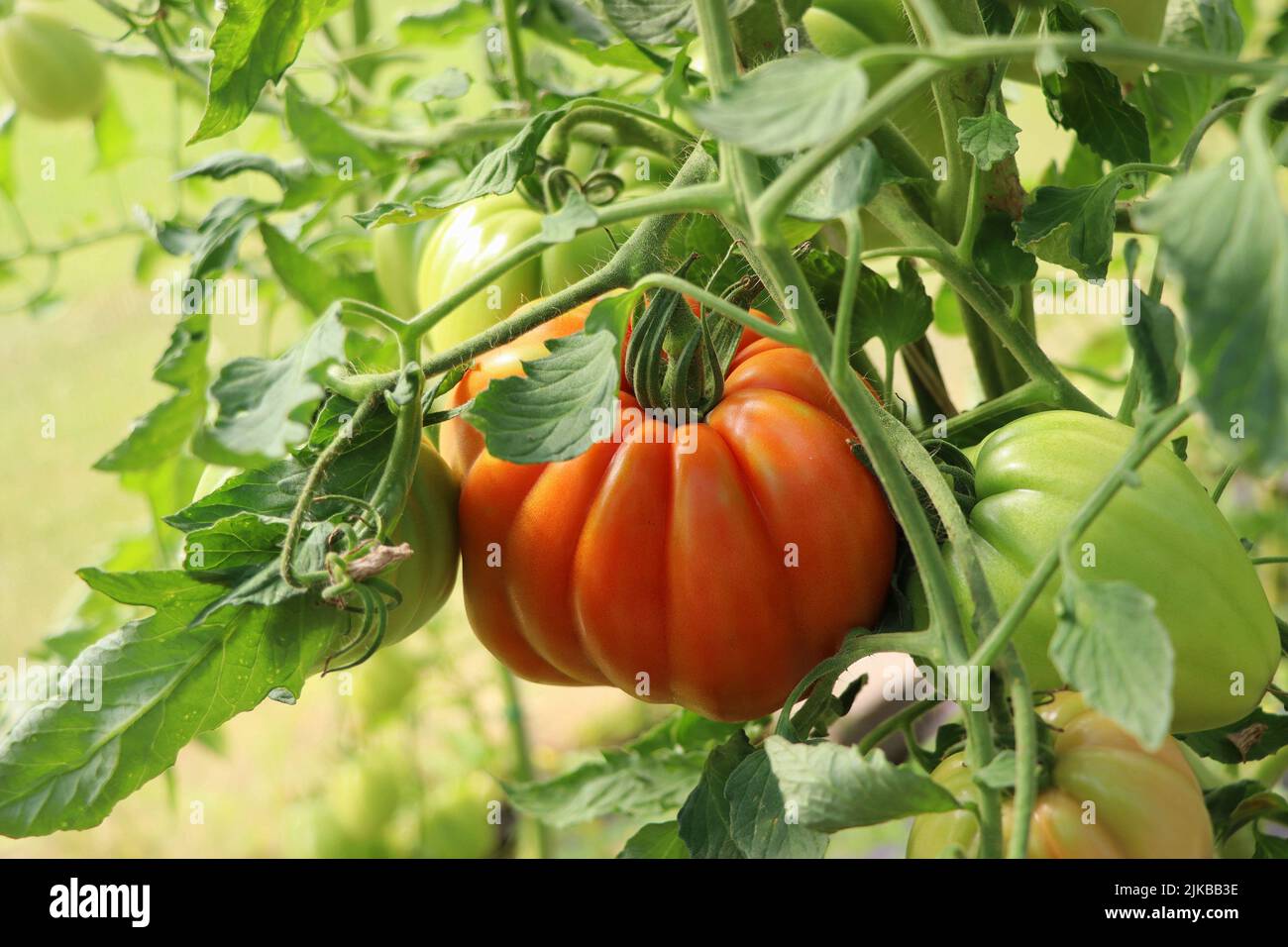 Beautiful red tomato on branch in green house , organic tomatoes Stock Photo