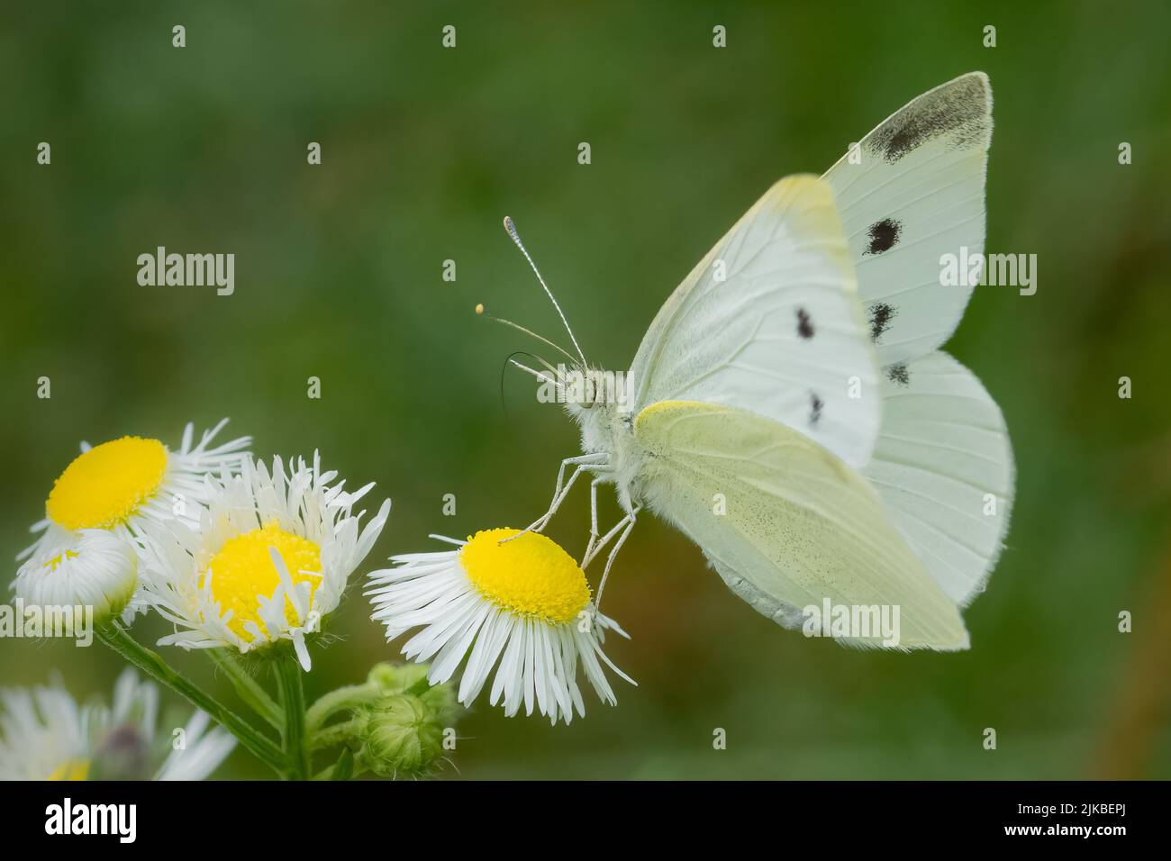 Photographing butterflies in July and August at the various nature