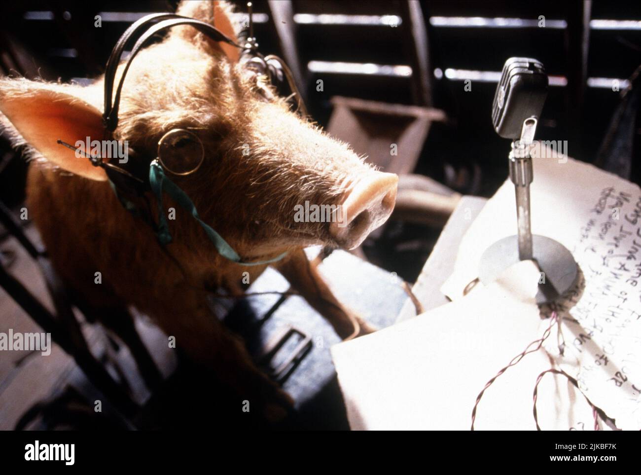 Squealer animal farm hi-res stock photography and images - Alamy