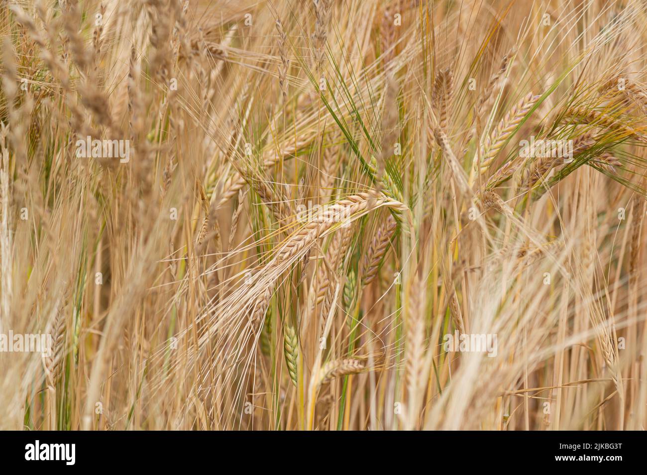 Barley: Hordeum vulgare. Devon, UK Stock Photo