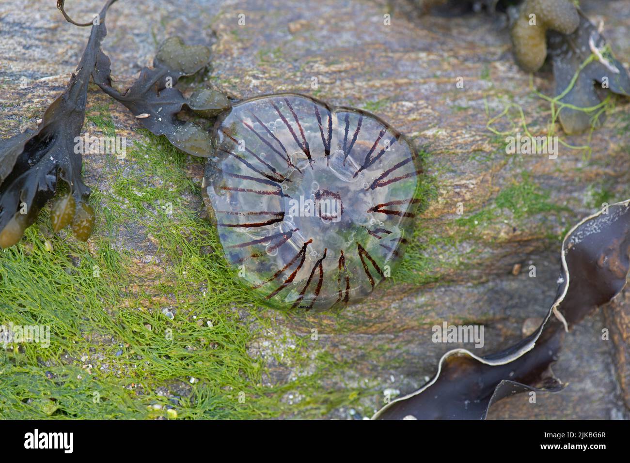 Compass Jellyfish Chrysaora hysocella. Devon, UK Stock Photo Alamy