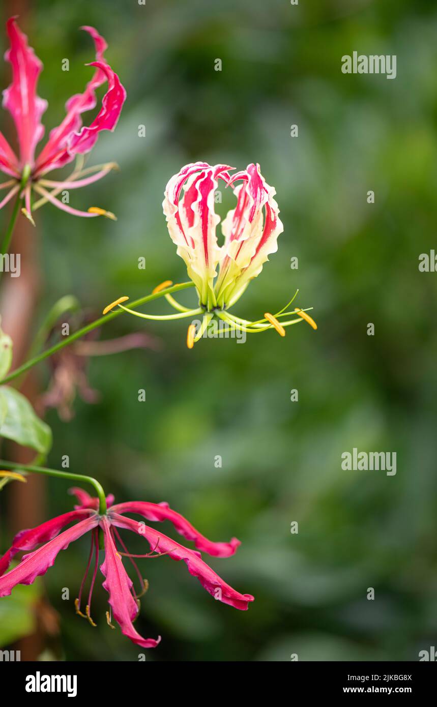 Glory Lily: Gloriosa superba  'Rothschildiana' Stock Photo