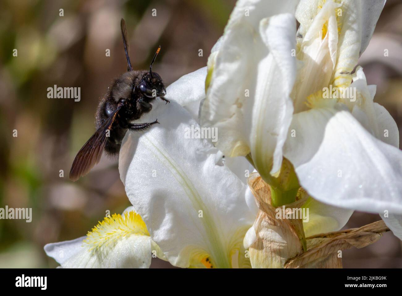 Xylocopa violacea, Violet Carpenter Bee on a White Iris Flower Stock Photo