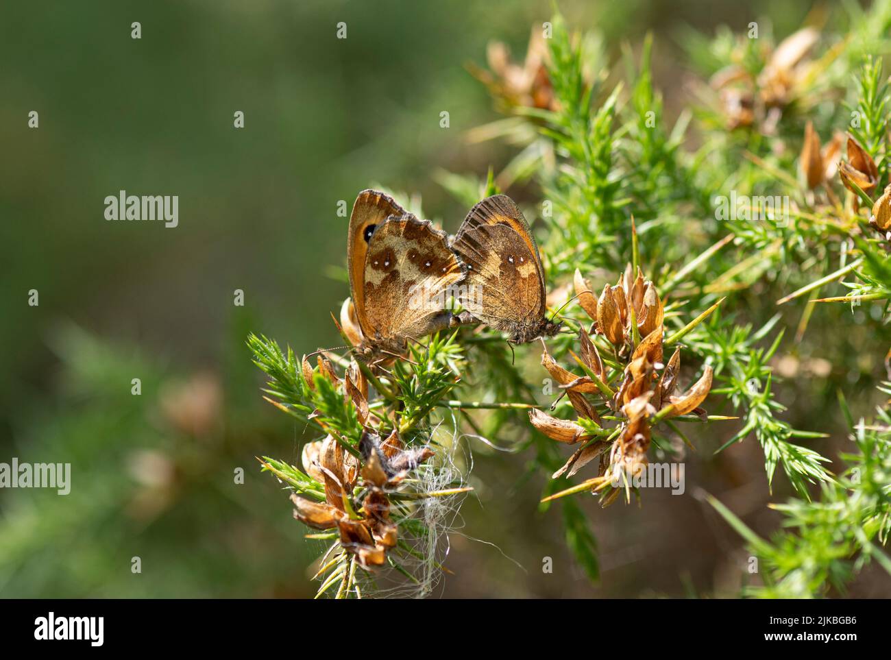 Small Heath: Coenonympha pamphilus. Mating pair. Dartmoor, Devon, UK Stock Photo