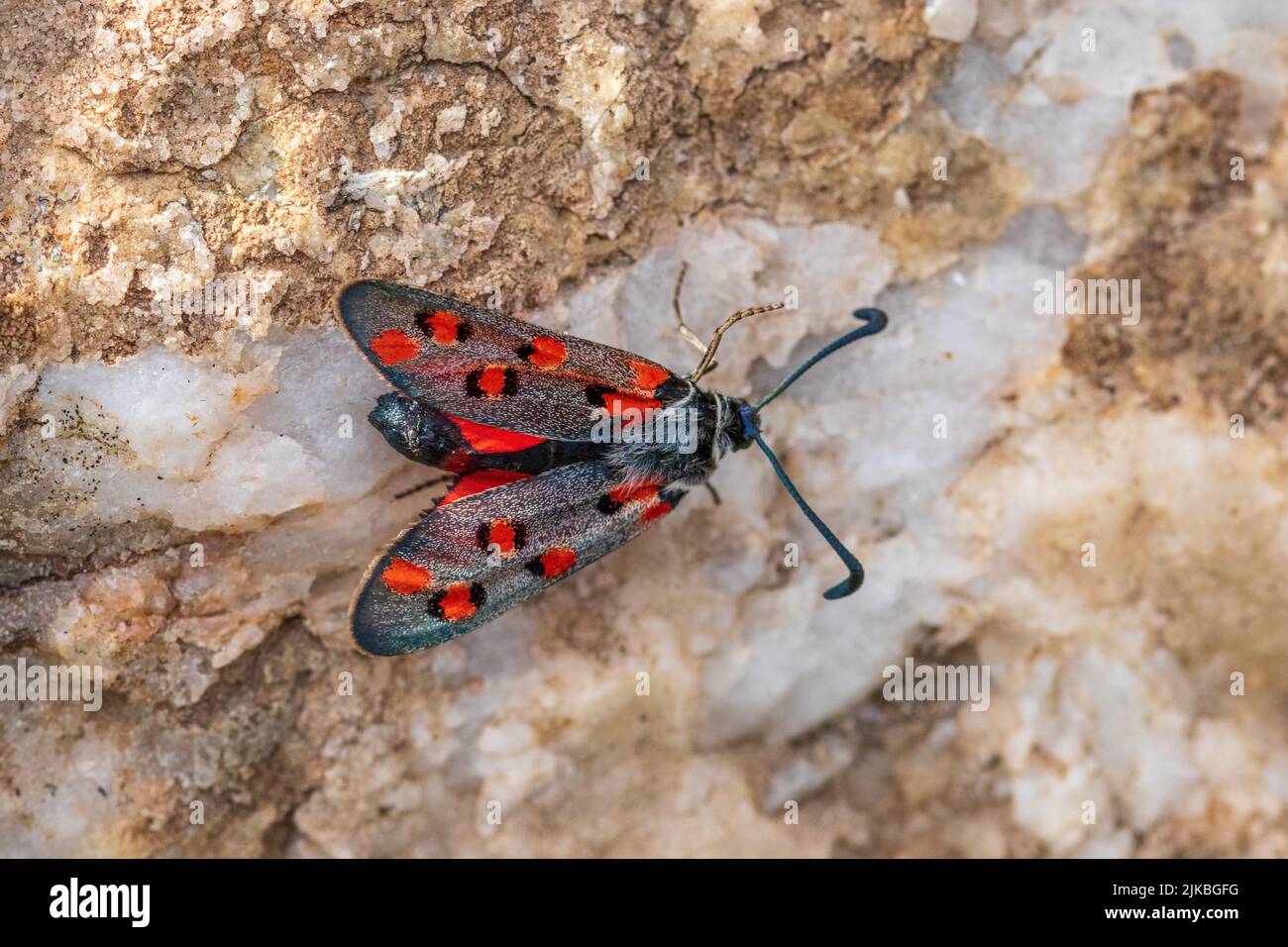 Zygaena rhadamanthus, Burnet moth Stock Photo