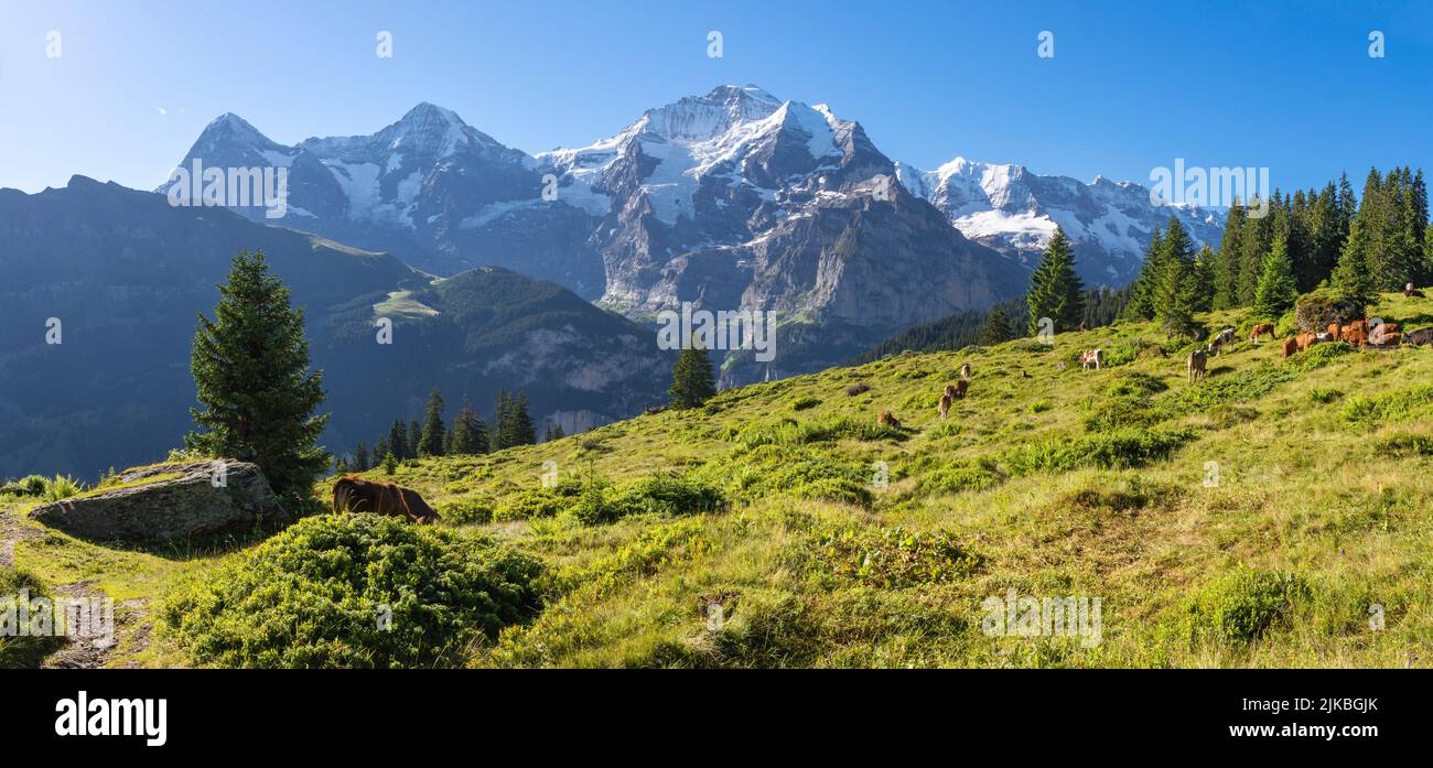 The panorma of Bernese alps with the Jungfrau, Monch and Eiger peaks over the alps meadows with the herd of cows. Stock Photo